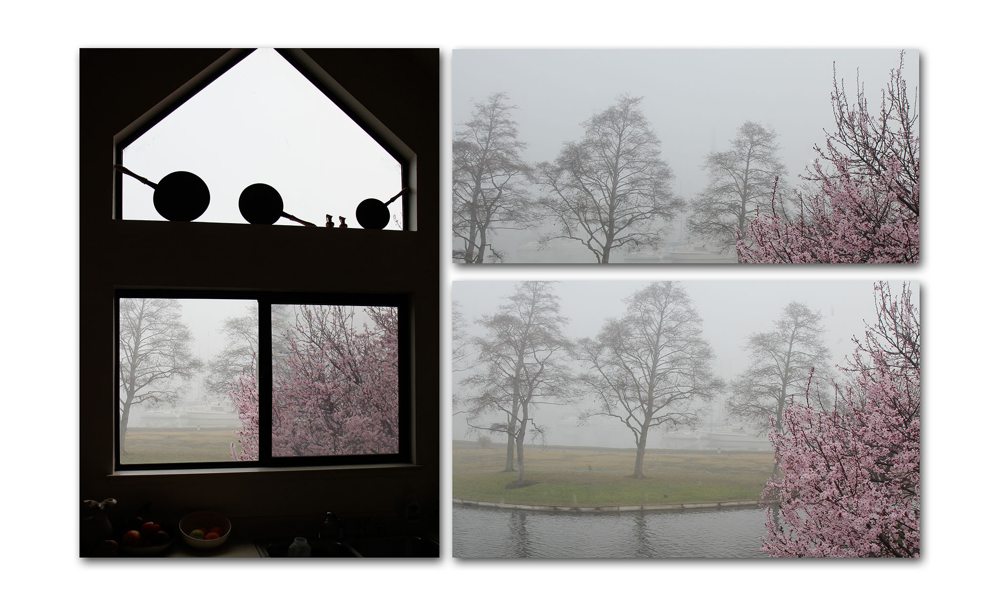 Cherry Trees and Fog